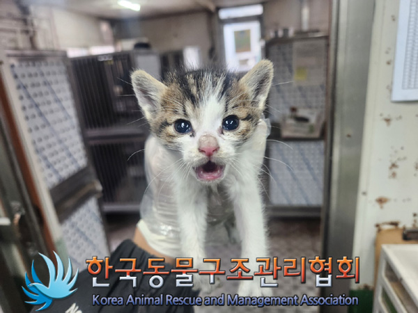 한국동물구조관리협회_411317202400413